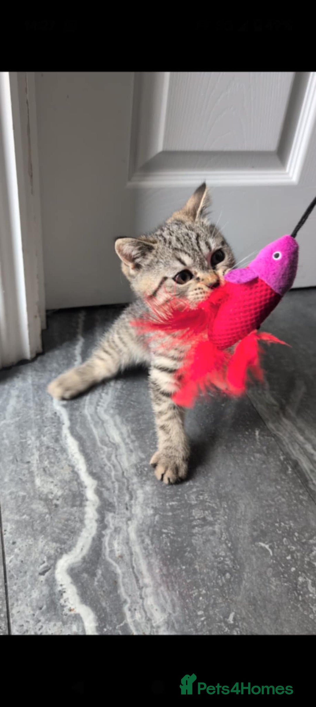 British Shorthair cats for sale:  Ready now. British shorthair kittens  - Image 20