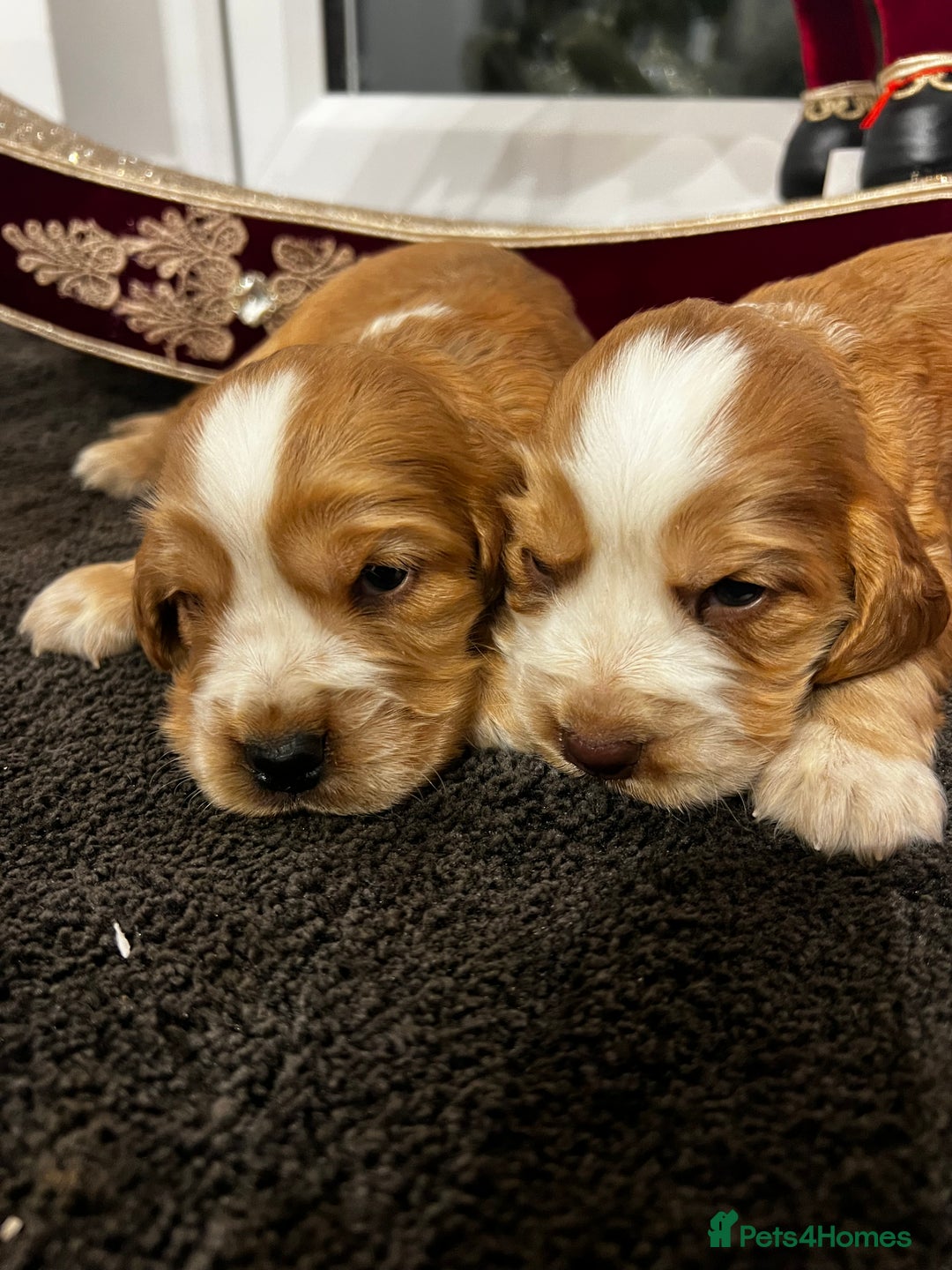 Cocker Spaniel dogs for sale: Show type Cocker spaniel puppies  - Advert 6