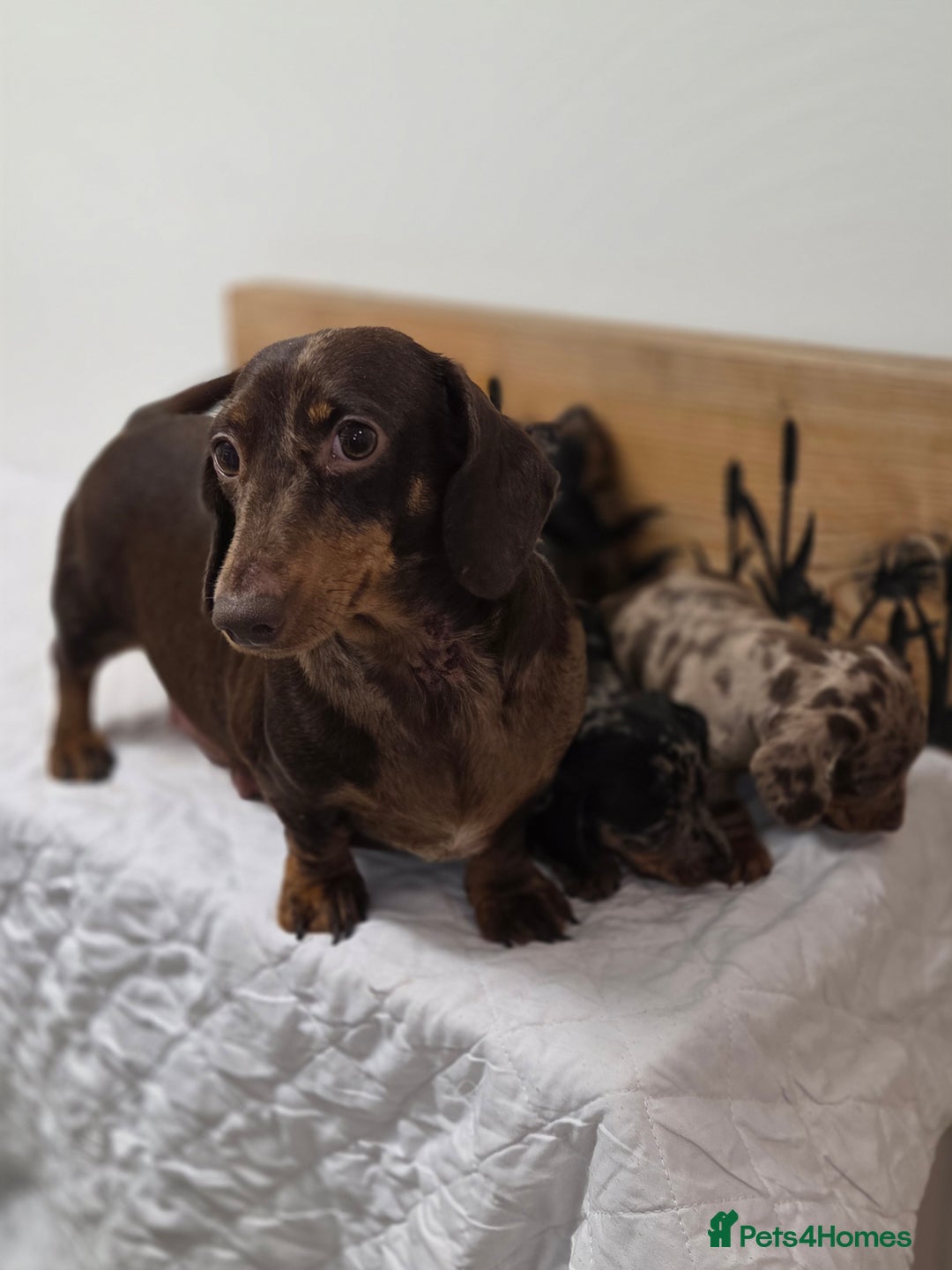 Miniature Dachshund dogs for sale: QUALITY PRA CLEAR MIN DACHSHUNDS  - Advert 2