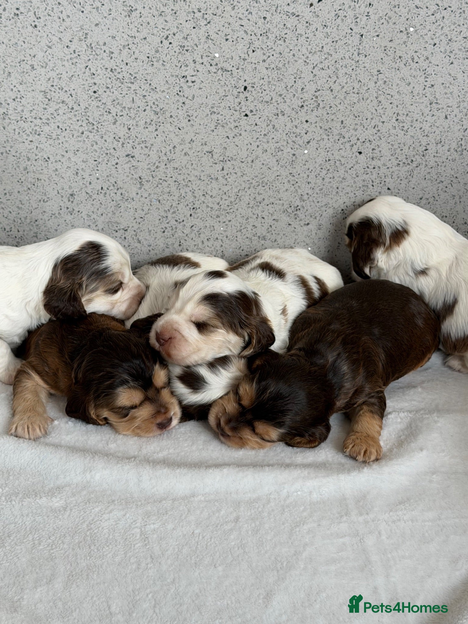 Cocker Spaniel dogs 🐾 SHOW COCKER SPANIEL PUPPIES FORSALE 🐾  - Advert 1