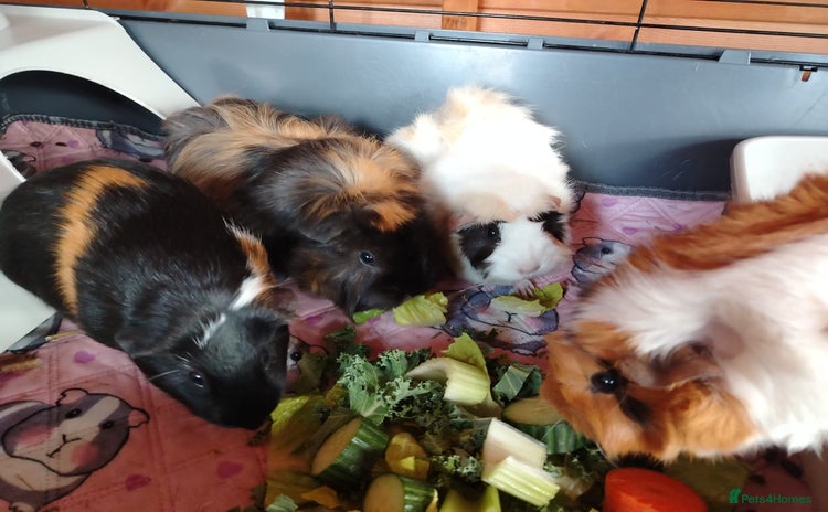 Guinea Pig rodents - Advert 1