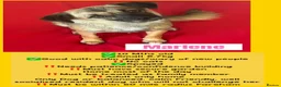 Mixed Breed dogs for adoption: Marlene for Adoption - Advert 1