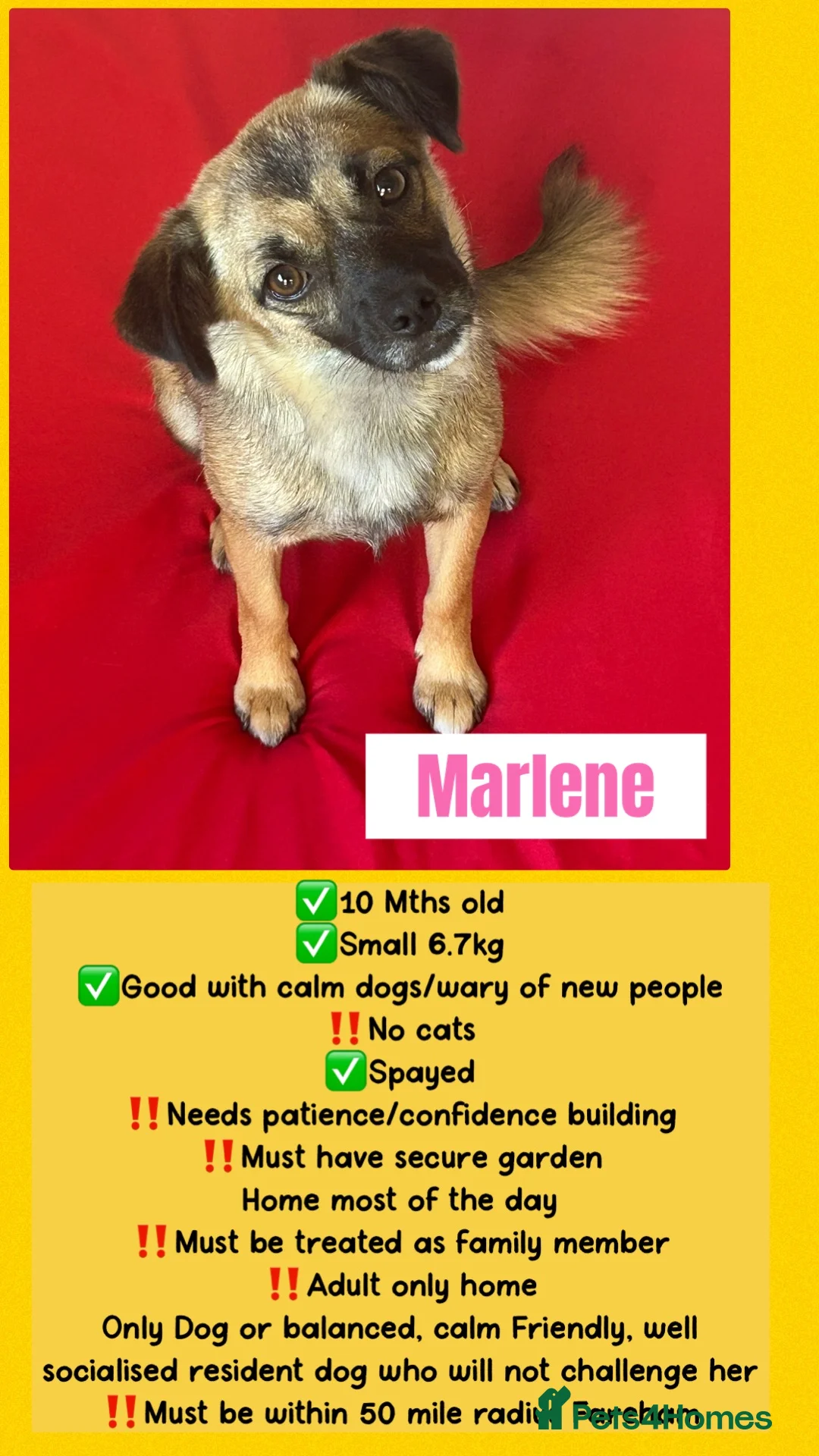 Mixed Breed dogs for adoption: Marlene for Adoption - Advert 1