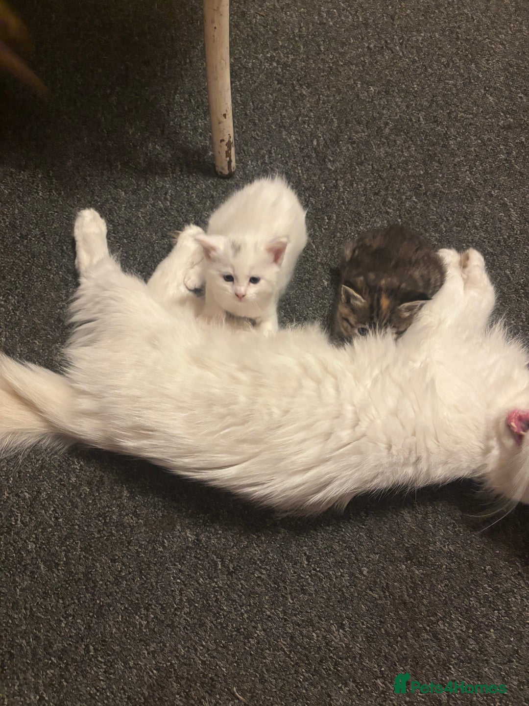 Norwegian Forest Cat cats for sale: Norwegian Forest Cat Kittens  - Advert 5