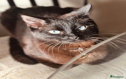 Perdoll cats for sale: PERDOLL KITTENS FOR SALE - Image 1