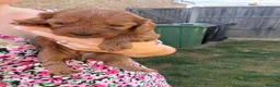 Cavapoo dogs for sale: Cavapoo puppies  - Advert 11