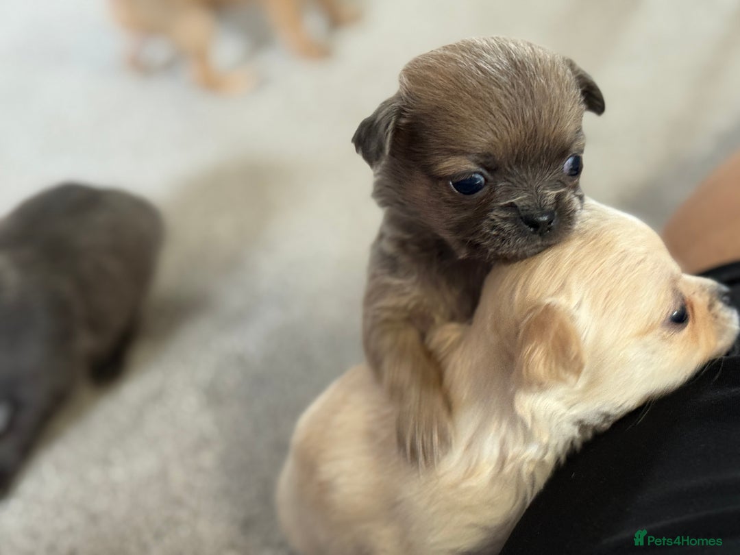 Chug dogs for sale: 6 beautiful chug puppies for sale ❤️ - Image 13