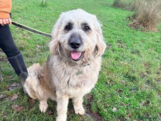 Mixed Breed dogs 💚 Oscar - our bear boy💚 - Advert 14