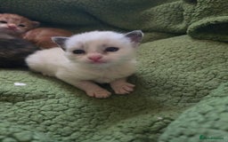 British Shorthair cats for sale: Kittens available  - Image 6