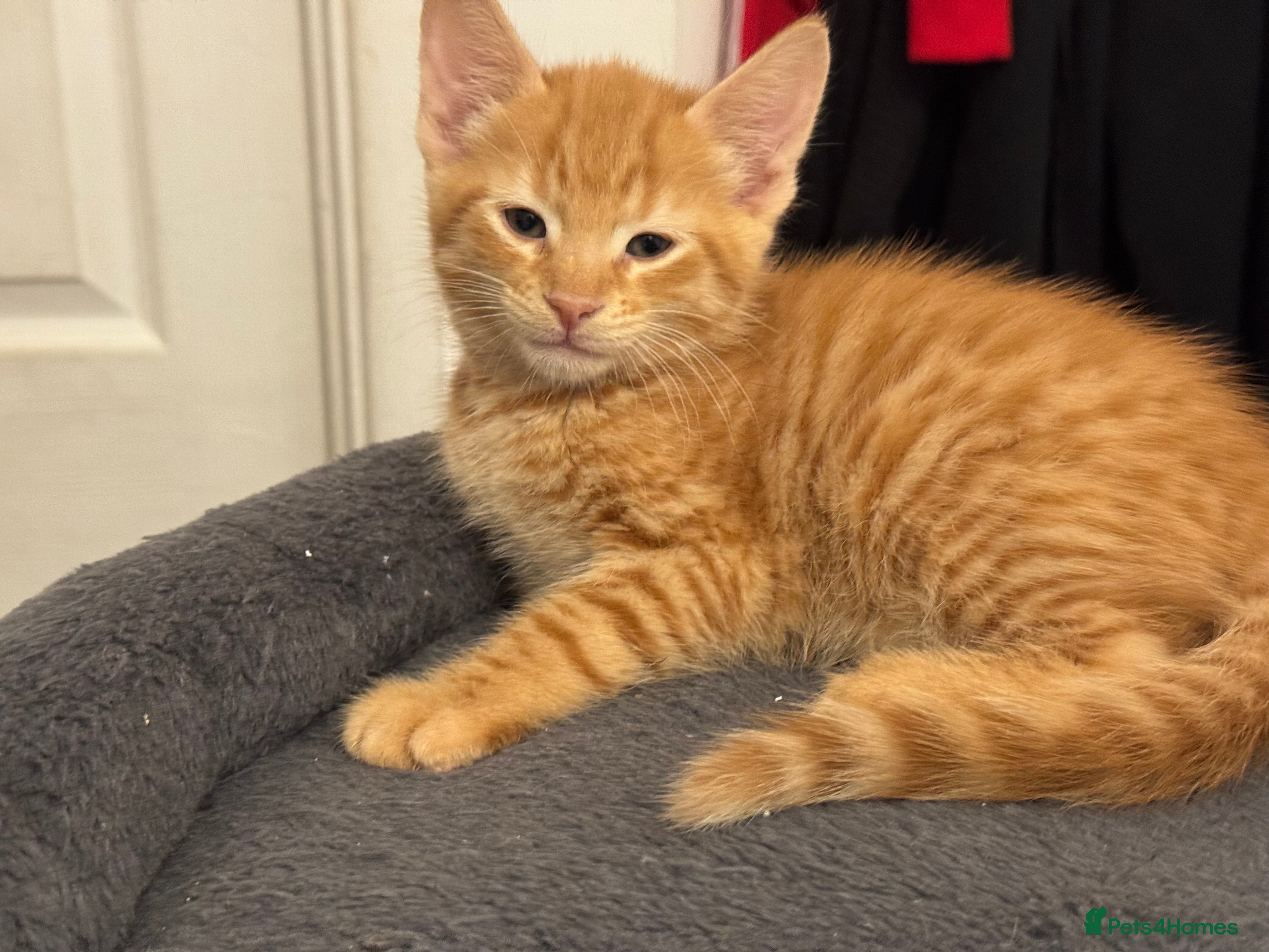 American Shorthair cats for sale: Ready To Leave Today please read full advert pleas - Advert 3