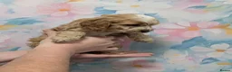 Cockapoo dogs for sale: Adorable Cockapoos  in Macclesfield - Advert 10