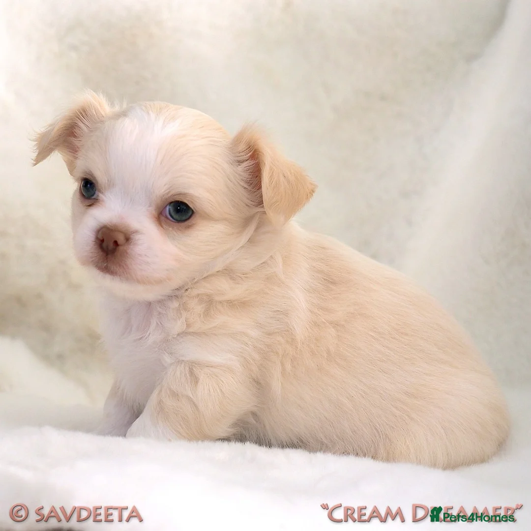 Chihuahua dogs for sale: Adorable KC Reg Long-coat Chihuahua Puppies - Advert 1