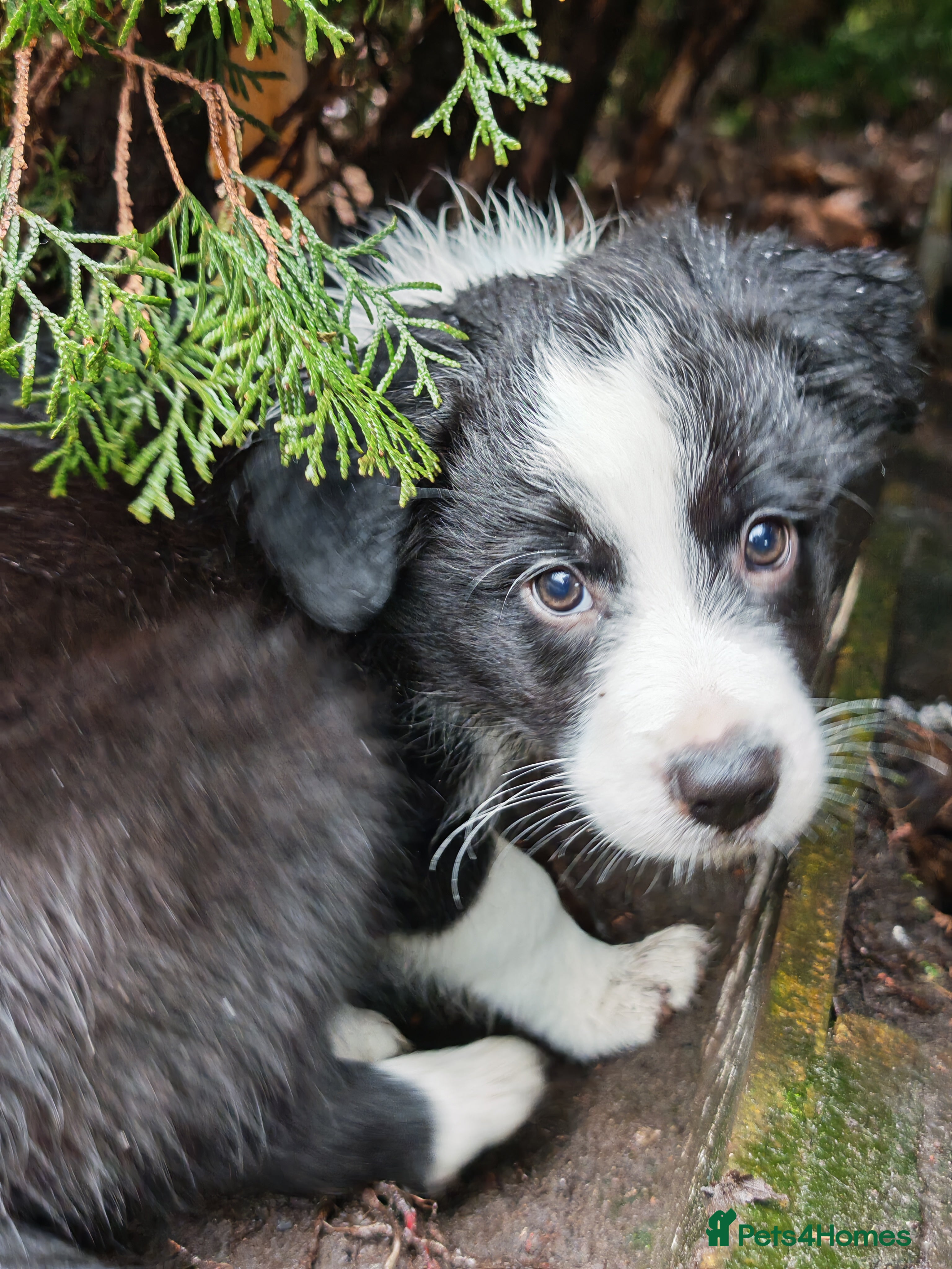 Border Collie dogs KC registered border collie boy - Advert 6