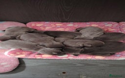Staffordshire Bull Terrier dogs for sale: Kc blue staffordshire bull terrier puppies  - Image 1