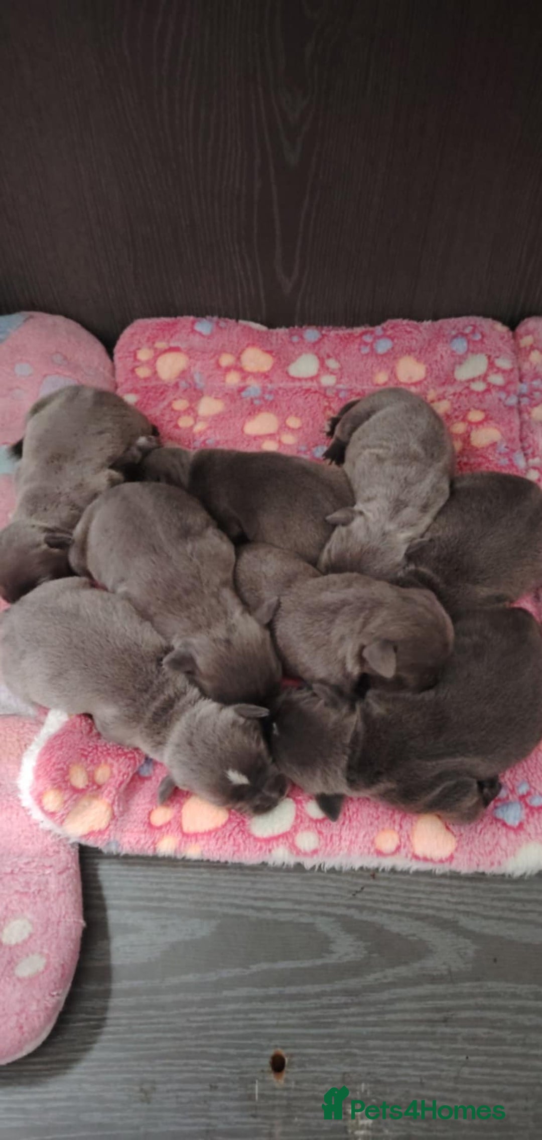Staffordshire Bull Terrier dogs for sale: Kc blue staffordshire bull terrier puppies  - Image 1