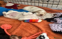 Cocker Spaniel dogs for sale: Gorgeous Cocker Spaniel Puppies - Image 5