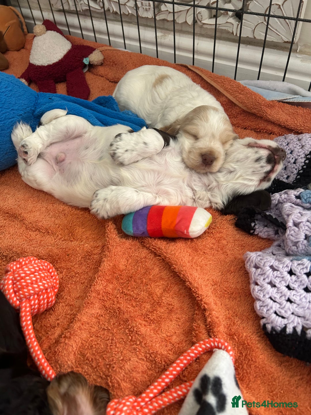 Cocker Spaniel dogs for sale: Gorgeous Cocker Spaniel Puppies - Image 5