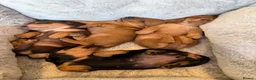 Miniature Dachshund dogs for sale: Miniature Smooth Haired Dachshund Black and Tan in Wrexham - Advert 22