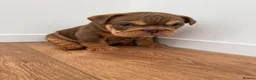 English Bulldog dogs for sale: Male English Bulldog  - Advert 3