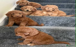Cockapoo dogs for sale: Beautiful cockapoo puppies  - Image 13