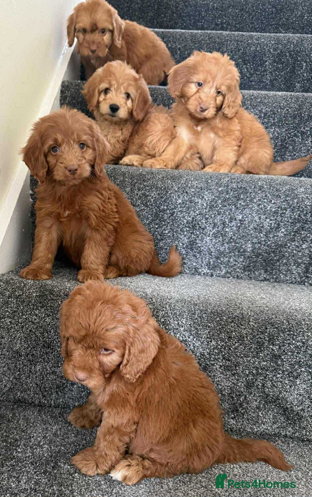 Cockapoo dogs for sale: Beautiful cockapoo puppies  - Image 13