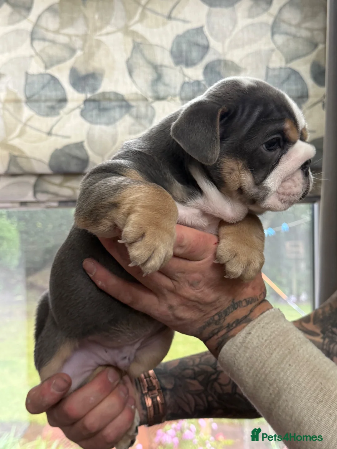 English Bulldog dogs for sale: English Bulldog  - Advert 5