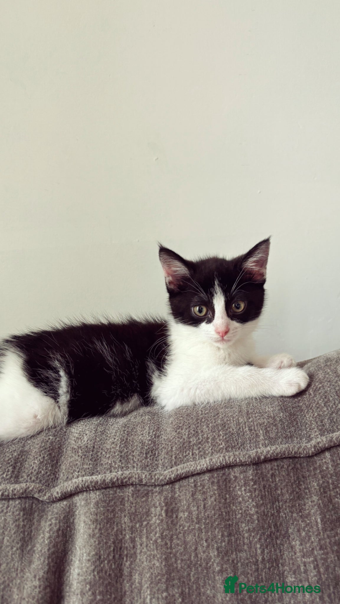 Mixed Breed cats Female kitten - Advert 13
