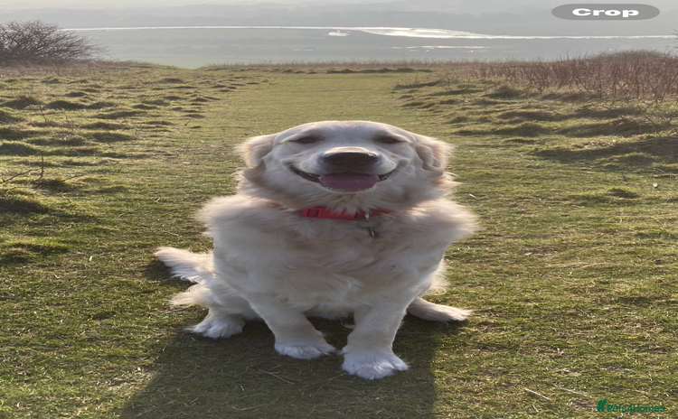 Golden Retriever dogs - Advert 4