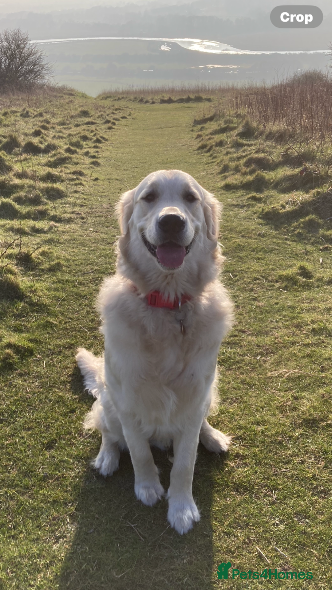 Golden Retriever dogs for sale: 15 month old Golden Retriever, Male, sweet, gentle - Image 1