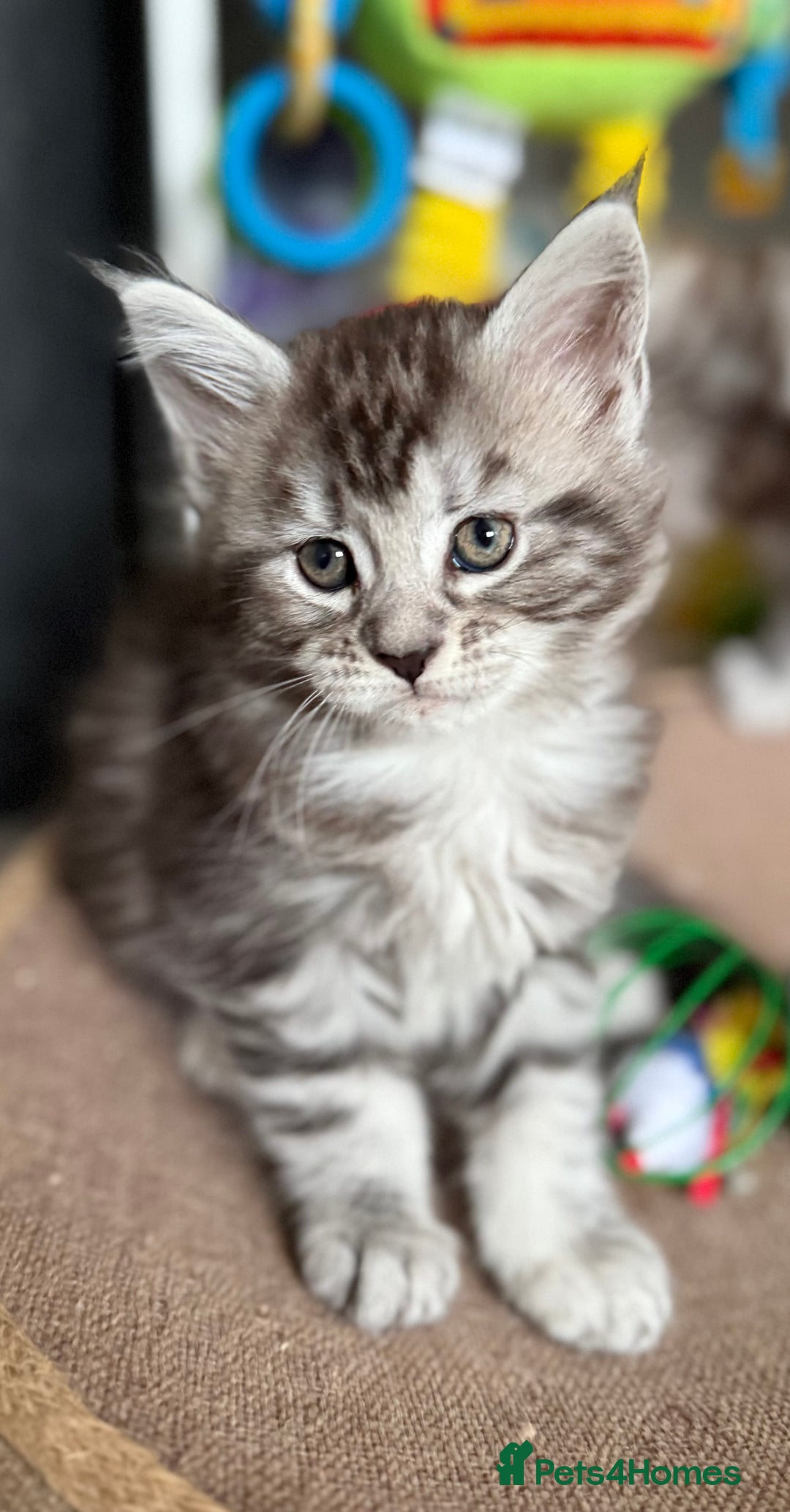 Maine Coon cats for sale: GCCF Maine coon stunning large kittens  - Advert 11