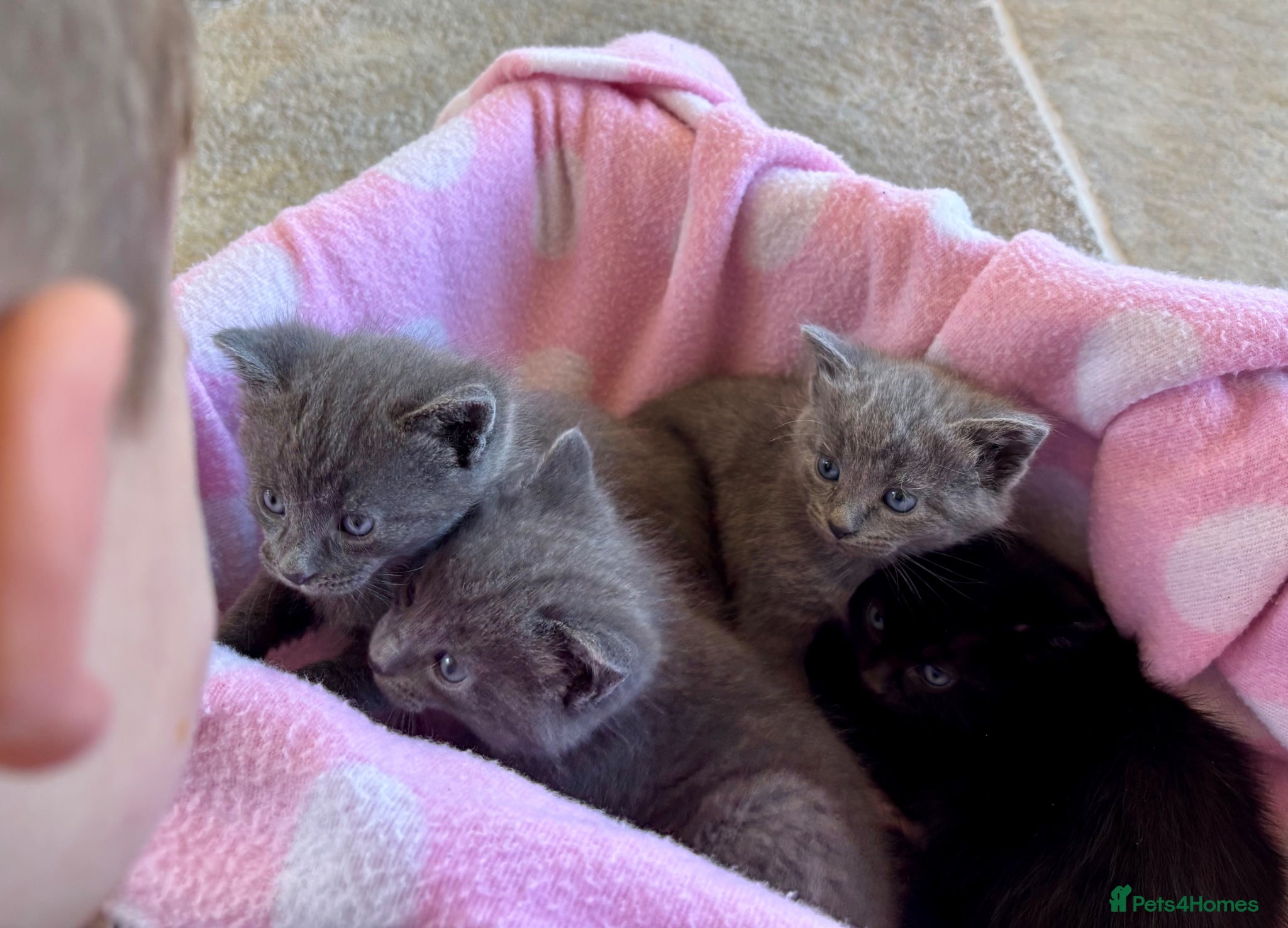 Domestic Shorthair cats 5 beautiful Kittens for sale - Advert 18