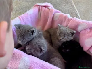 Domestic Shorthair cats 5 beautiful Kittens for sale - Advert 18