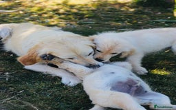 Golden Retriever dogs for sale: Golden retriever  - Image 7