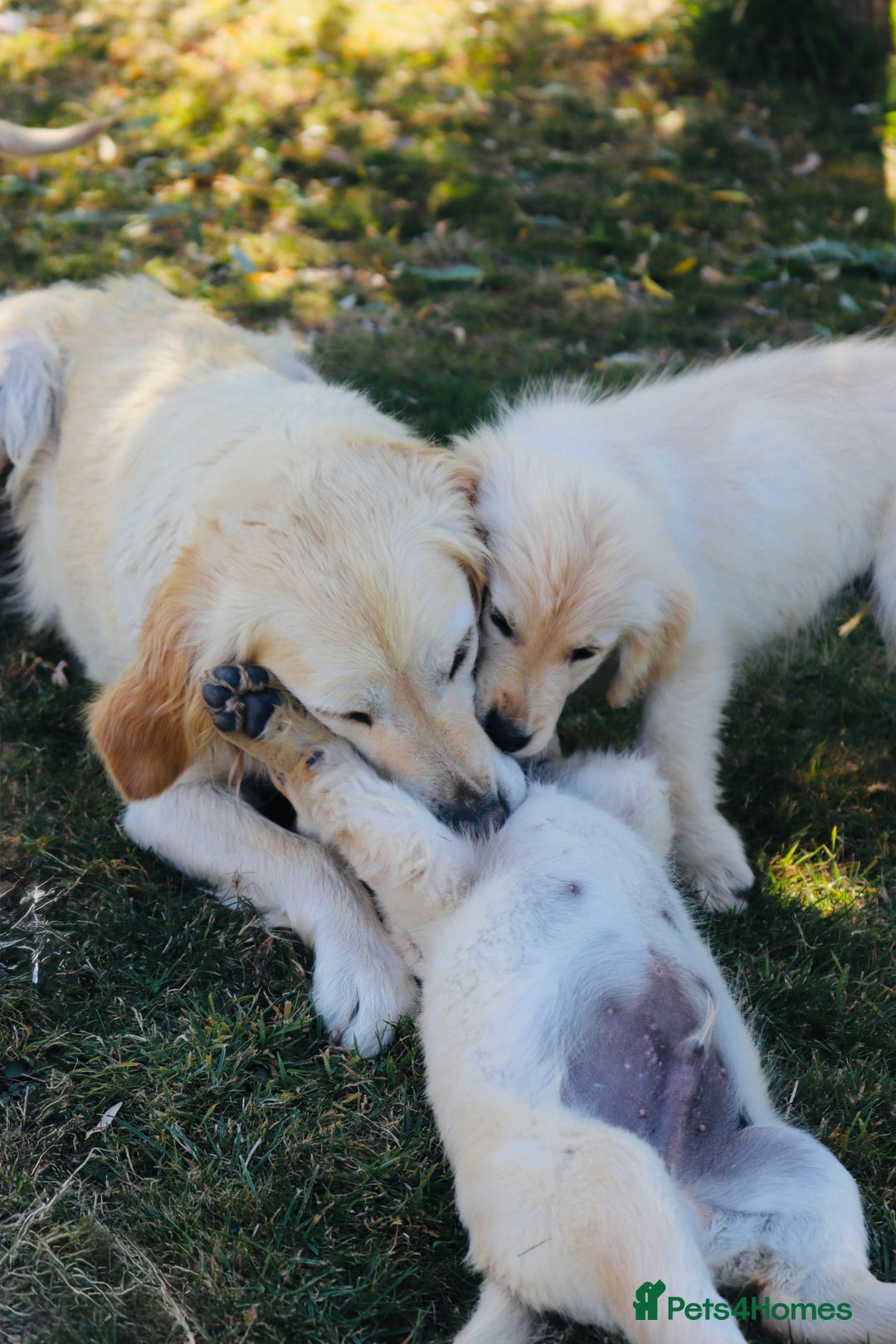 Golden Retriever dogs for sale: Golden retriever  - Image 7