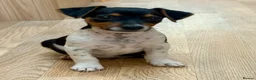 Jack Russell dogs for sale: Traditional short-legged Jack Russell puppy’s. - Advert 17