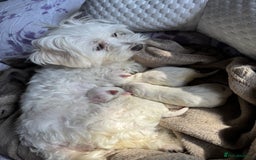 Maltese dogs for sale: 🐶 Adorable Male Maltese Puppies for Sale 🐾 - Image 17