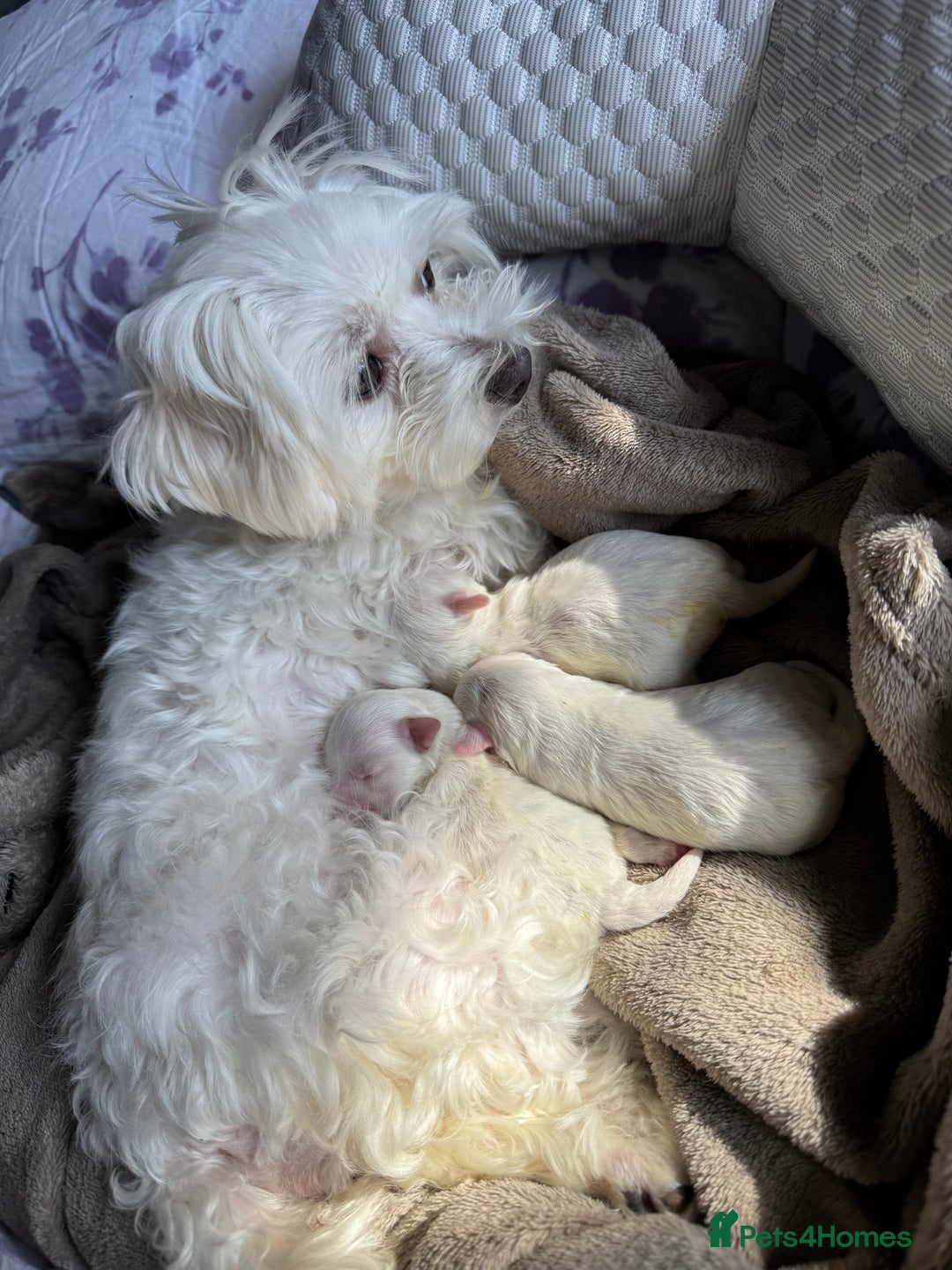 Maltese dogs for sale: 🐶 Adorable Male Maltese Puppies for Sale 🐾 - Image 17
