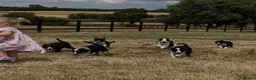 Border Collie dogs for sale: Boarder collie puppies  - Advert 3