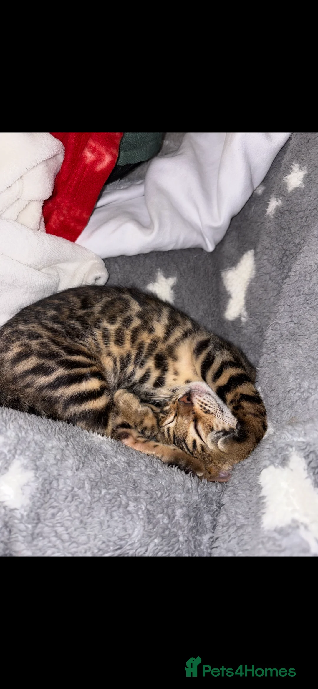 Bengal cats for sale: Beautiful little Bengal girl 🤎 - Advert 2