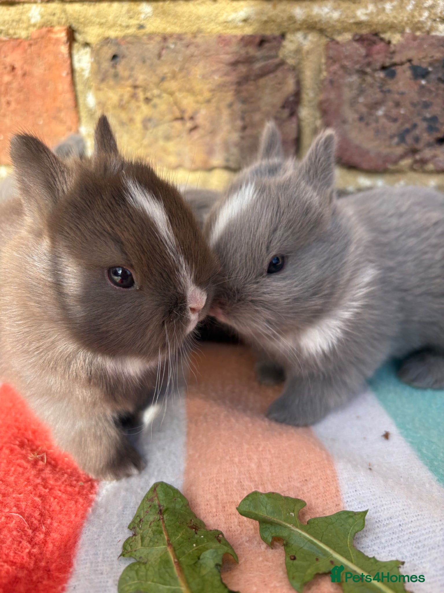 Netherland Dwarf rabbits Sweet Chocolate and blue Netherland Dwarf bunnies - Advert 4