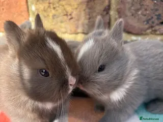 Netherland Dwarf rabbits Sweet Chocolate and blue Netherland Dwarf bunnies - Advert 4