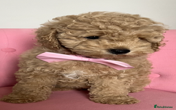 Poochon dogs for sale: 🐾 Poochon puppies 💕🐾🐾 - Image 2