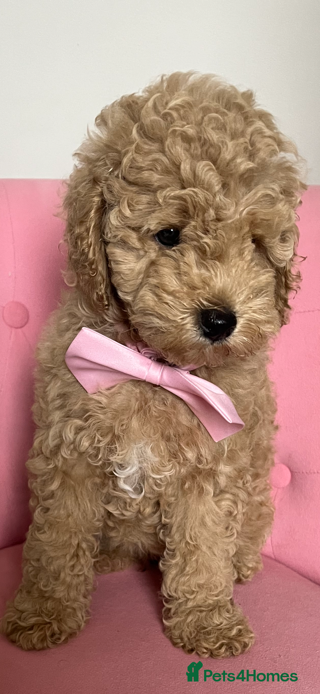 Poochon dogs for sale: 🐾 Poochon puppies 💕🐾🐾 - Image 2