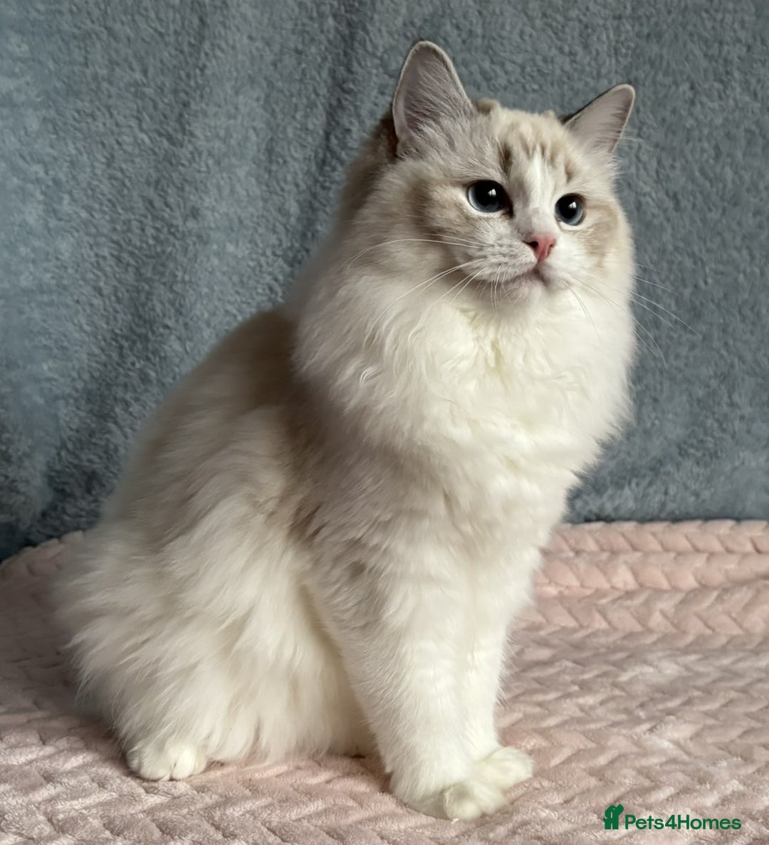Ragdoll cats for sale: Playful Pedigree Ragdoll Kittens Available - Advert 5