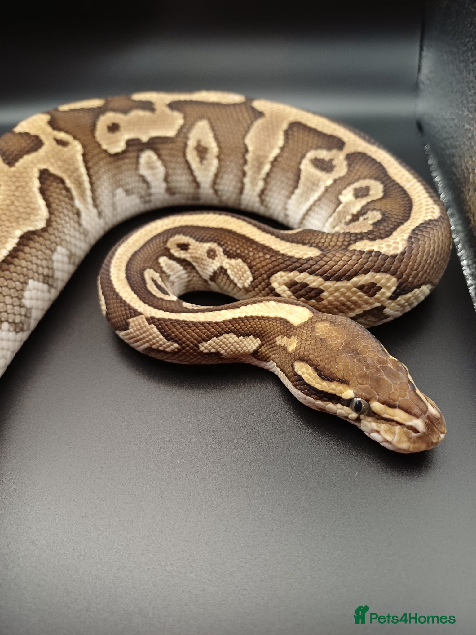 Python Snake reptiles Lesser Leopard Harlequin het Clown female - Advert 7