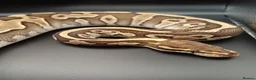 Python Snake reptiles for sale: 2x ball pythons - Advert 2