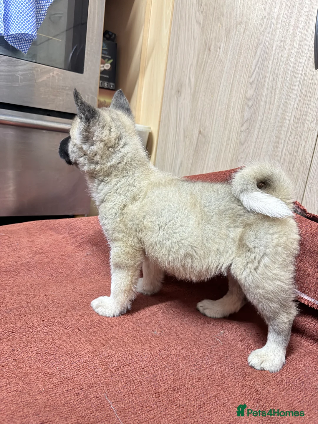 Akita dogs for sale: American Akita - Advert 18