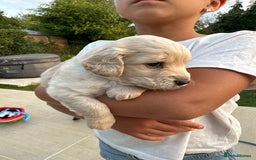 Cockapoo dogs for sale: Cockapoo puppies - Image 14