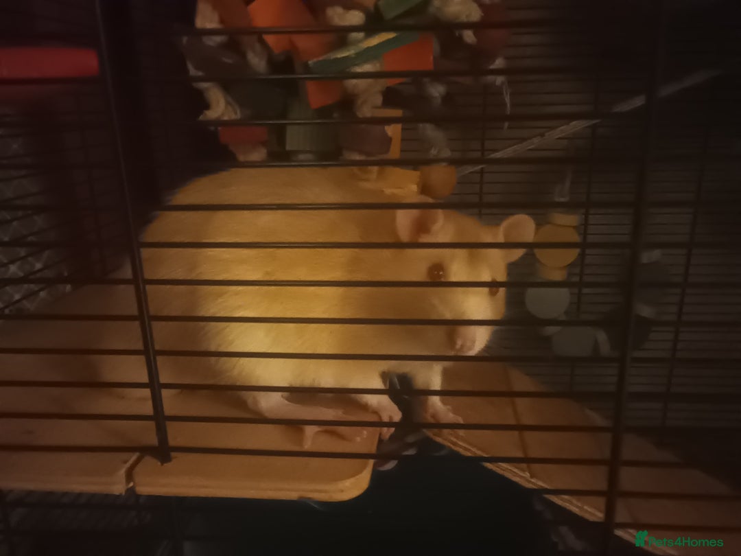 Rat rodents for sale: Three male rats looking for loving new home - Image 2