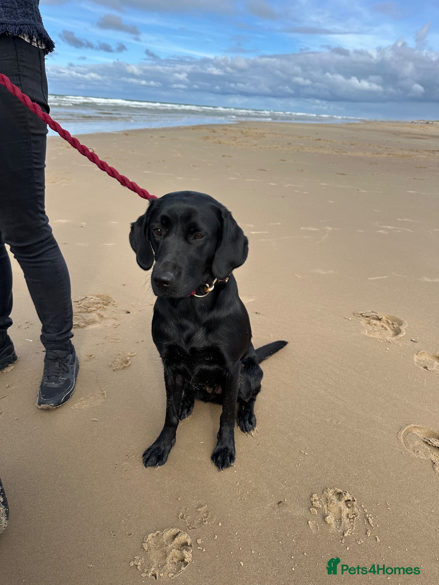 Mixed Breed dogs Lab x Lurcher  - Advert 1